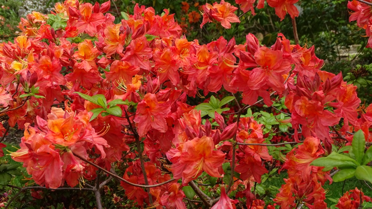 'Mount St. Helens'